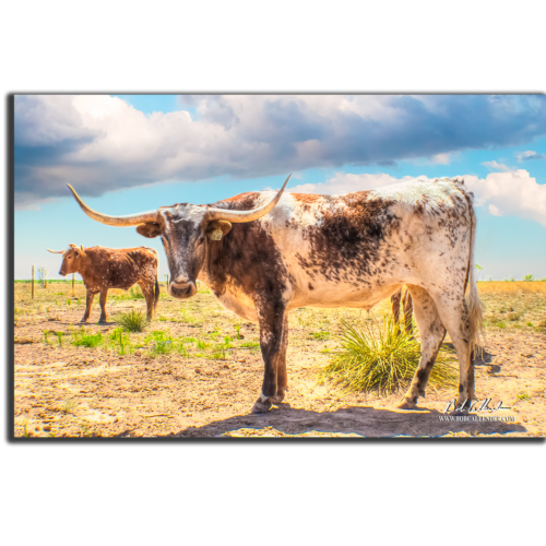 Bob meets up with Texas Longhorns eye to eye. The Stare Down by Bob Callender