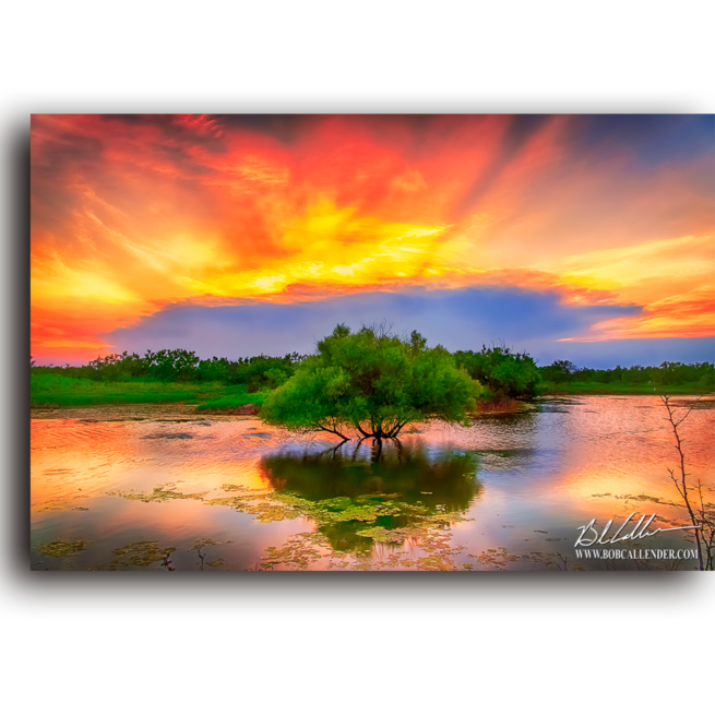 A tree and water at sunset, not many things bring more Hope by Bob Callendr