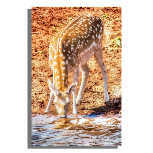 A spotted deer by water gets a quick drink. Surprised by Nature by Bob Callender