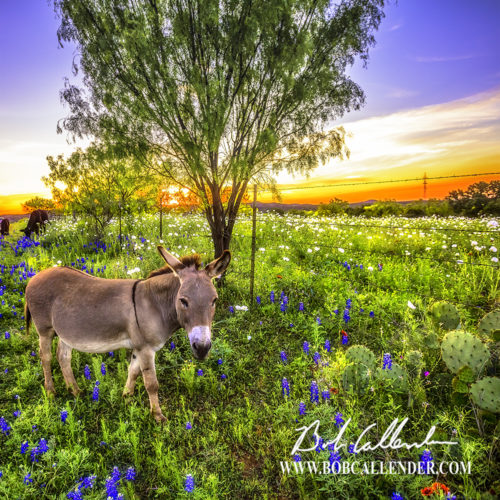 Bluebonnet, Donkey, Blue, sunset, Easter, Barbed wire