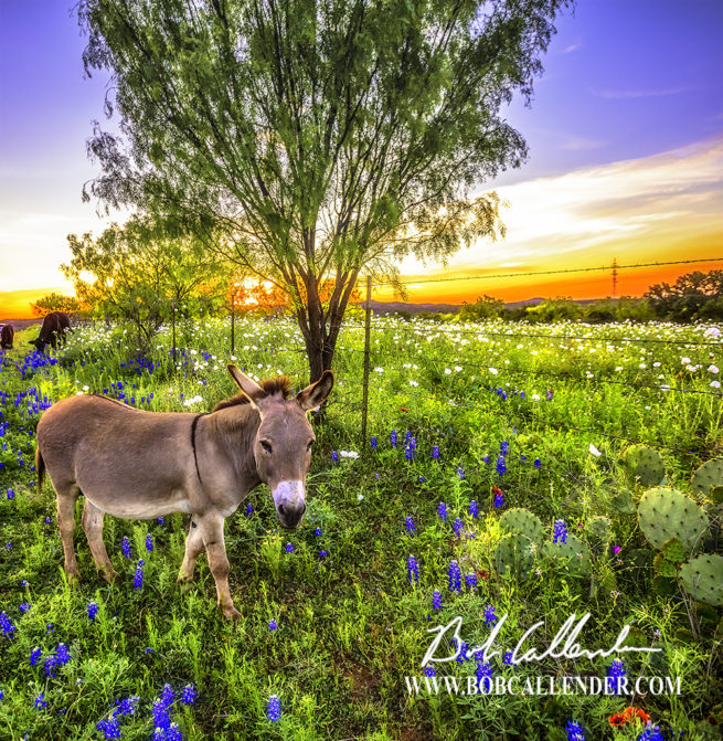 Bluebonnet, Donkey, Blue, sunset, Easter, Barbed wire